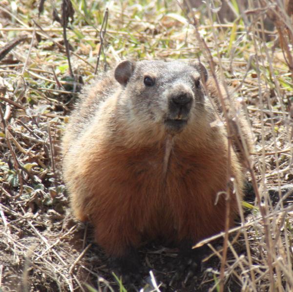Photo of Marmota monax by <a href="http://www.flickr.com/photos/dianesdigitals/">Diane Williamson</a>